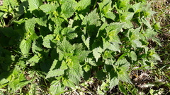 Lamium album