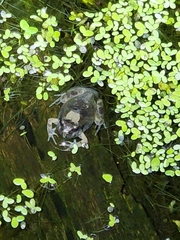 Platyplectrum ornatum