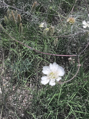 Scabiosa praemontana