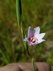 Gladiolus quadrangulus