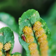 Eupteryx filicum