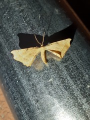Artiora evonymaria