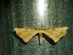 Artiora evonymaria