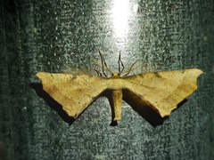 Artiora evonymaria