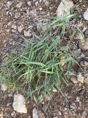 Brachypodium arbuscula