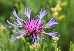 Centaurea montana