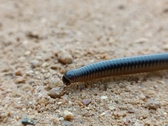 Pachyiulus flavipes
