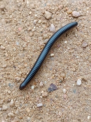 Pachyiulus flavipes