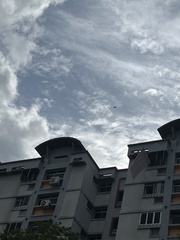 Acridotheres javanicus