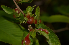 Dryocosmus kuriphilus