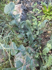 Raphanus raphanistrum