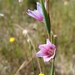 Gladiolus quadrangulus - Photo (c) Jacques van der Merwe, algunos derechos reservados (CC BY-SA), subido por Jacques van der Merwe