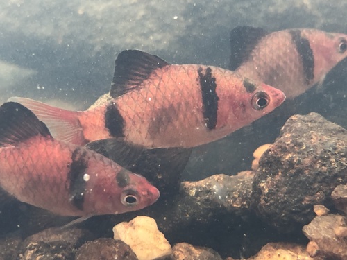 Bandula barb (Pethia bandula) — Cyprinidae — 5