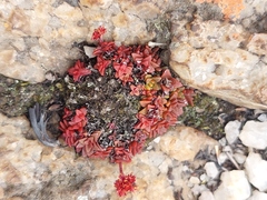 Crassula setulosa deminuta