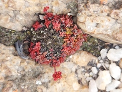 Crassula setulosa deminuta