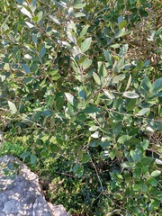 Olea capensis