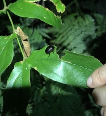 Onthophagus neostenocerus