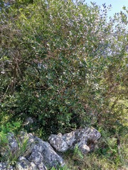 Olea capensis