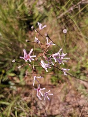 Brachystelma rubellum