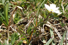 Minuartia recurva