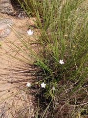 Wahlenbergia krebsii