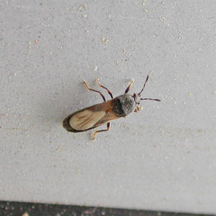 Dimorphopterus spinolae