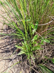 Wahlenbergia krebsii