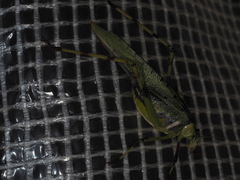 Ephippitytha trigintiduoguttata