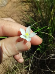 Wahlenbergia krebsii
