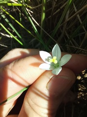 Wahlenbergia krebsii