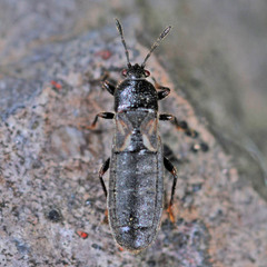 Dimorphopterus spinolae