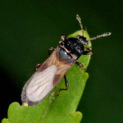 Dimorphopterus spinolae