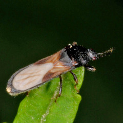 Dimorphopterus spinolae