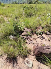 Brachystelma rubellum