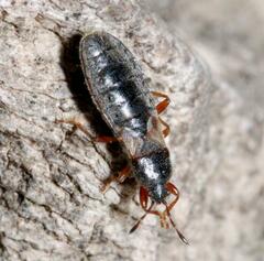 Dimorphopterus blissoides