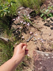 Brachystelma rubellum