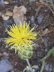 Centaurea salonitana