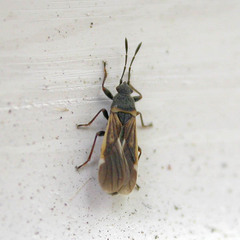 Ischnodemus sabuleti