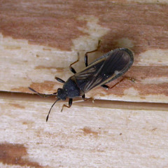 Ischnodemus sabuleti