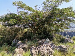 Vachellia sieberiana
