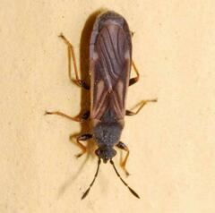 Ischnodemus sabuleti
