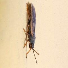 Ischnodemus sabuleti