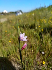 Gladiolus quadrangulus