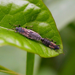 Ischnodemus sabuleti