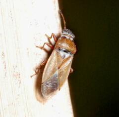 Cymus melanocephalus