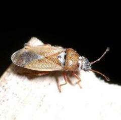 Cymus melanocephalus