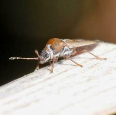 Cymus melanocephalus