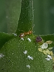 Plagiolepis alluaudi