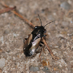 Geocoris ater