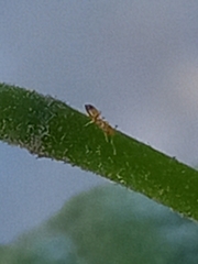 Plagiolepis alluaudi